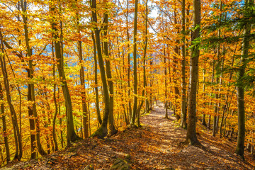 Walkway through the forest with trees in autumn colors.