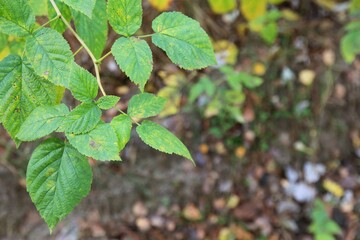 leaves in the forest, autumn texture
