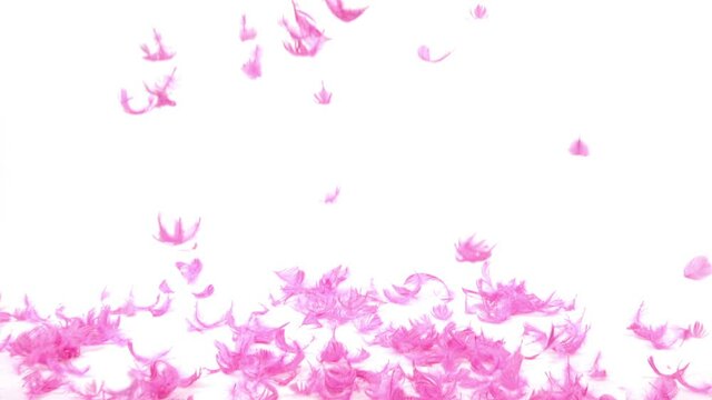 Pink feathers falling in slow motion onto the floor on a white background. Studio shot at 120fps.
