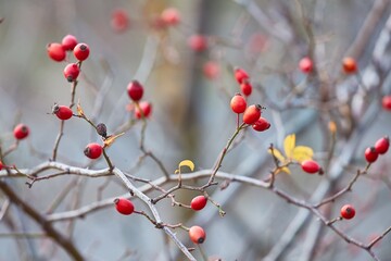 Closeup of rose hips on a bush in winter