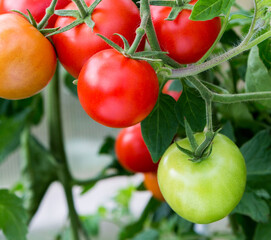 Tomatoes growing in a greenhouse.