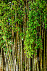 Fototapeta na wymiar Bambú-gigante