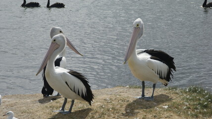 pelicans on the beach