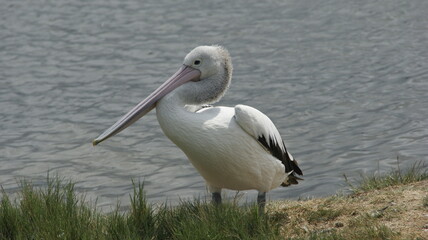 pelican on the beach