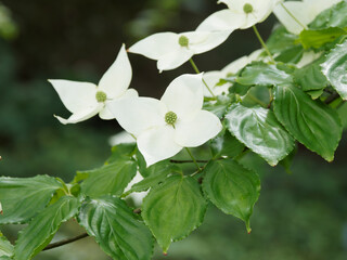 Cornouiller de Kousa 'Venus' ou cornouiller de Chine (Cornus kousa) Inflorescence de bractées...