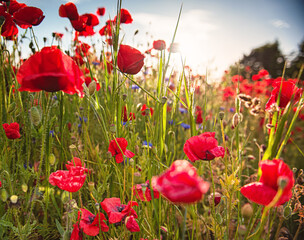 Wonderful poppy field in spring