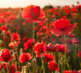 Wonderful poppy field in spring