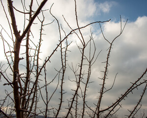 silhouettes of tree branches against the sky.