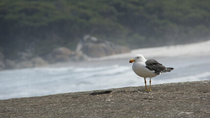 seagull on the beach