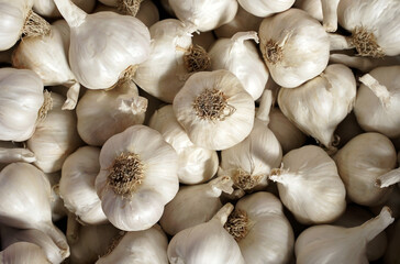 close up of fresh garlic