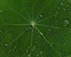 Leaves in a closeup with drops in jena