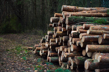  in the fall lumber lies in the forest