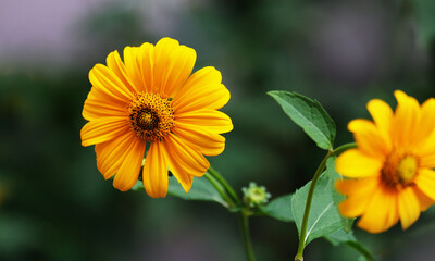 Yellow gerbera flowers