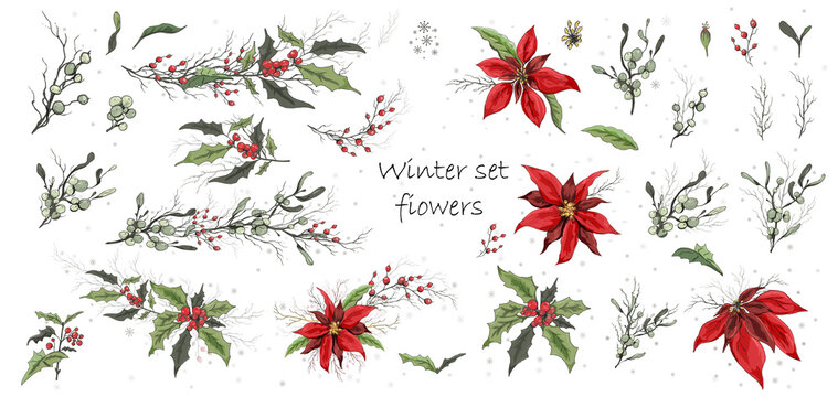 A set of winter flowers (poinsettia, white mistletoe, Holly) isolated on a white background. realistic hand-drawn bouquets, colorful ornaments, decorations for  cards, posters. Vintage style