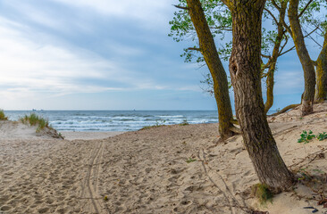 Sandy beach with trees