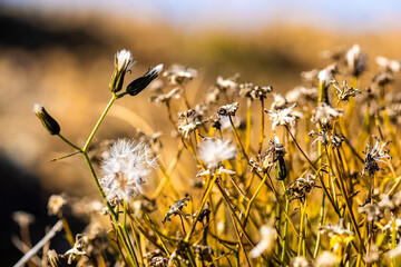 Plants in meadow in Altai. Altai herbs and flowers.