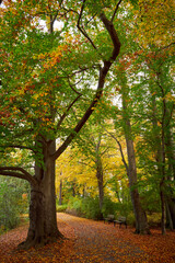 Naklejka premium Park in Fürth Germany during autumn season.