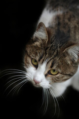 Portrait of cute grey cat