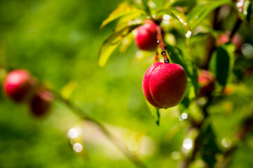 Close up view of fresh peach on tree