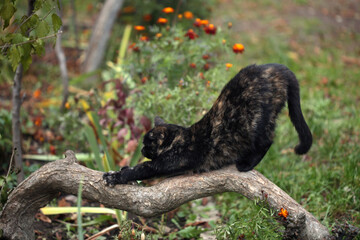 Portrait of cute grey cat