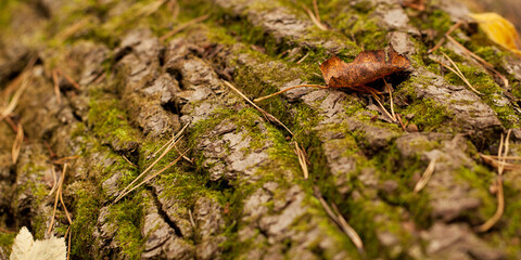 trunk of an old pine tree with a large bark pattern, overgrown with moss and leaves lying on it