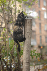 Portrait of cute grey cat