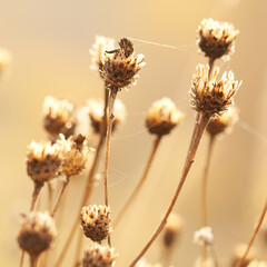 branch of a faded meadow cornflower with seeds and cobweb threads entangled in it. sunny autumn day