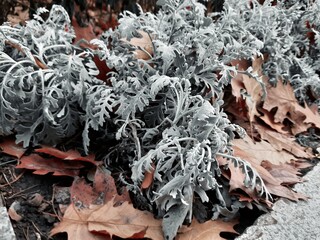 frost covered branches