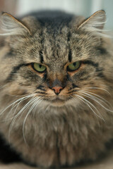 Portrait of cute grey cat