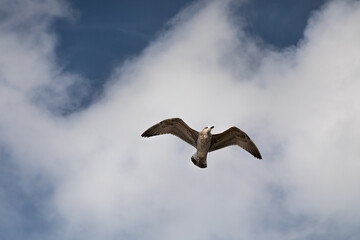 sea gull 