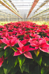 Fototapeta na wymiar Picture of a greenhouse with thousands of Christmas holiday live poinsettia plants with pink and green leaves. Shallow depth of field and sun rays visible in the background.