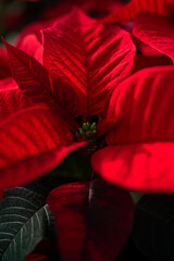 Close up of a Christmas holiday live poinsettia plant with red and green leaves.  Shallow depth of field.