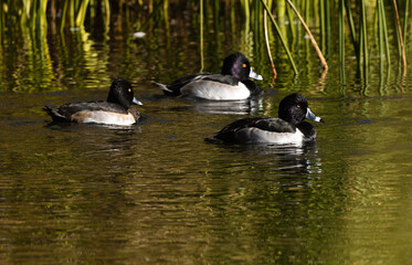 wood ducks in a row
