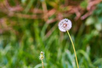 Diente de leon, FLOR 