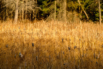 Cattails and reeds in marshlands