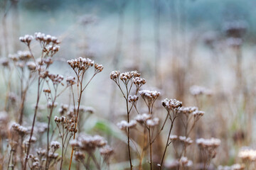 Achillea millefolium - flowers of yarrow covered with icing with a beautiful winter bokeh.
