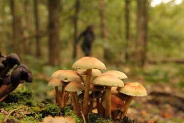 a group yellow sulphur tuft mushrooms closeup at a tree trunk in the forest in autumn