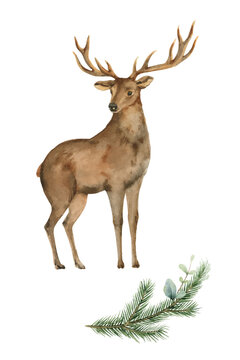 Watercolor vector card with a deer and a fir branch.