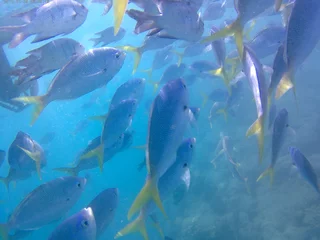 Foto op Aluminium fish in the oceaan © Johannes