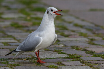 Lachmöwe (Larus ridibundus) Winterkleid