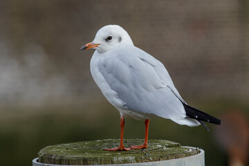 Lachmöwe (Larus ridibundus) Winterkleid