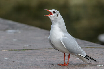 Obraz premium Lachmöwe (Larus ridibundus) Winterkleid