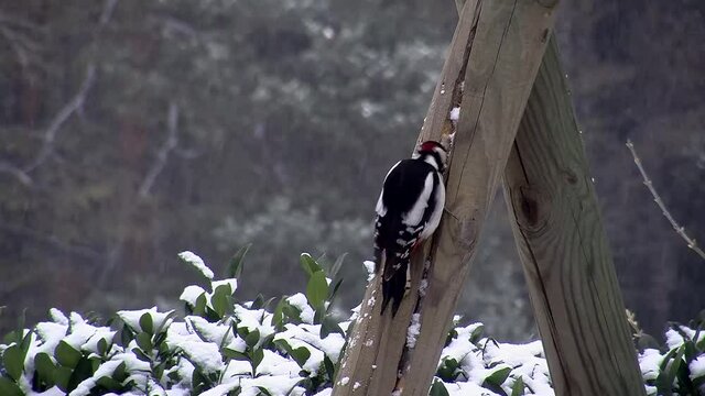 Bei Schneefall versteckt der Buntspecht Kerne in einer Holzspalte