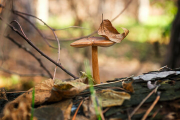 Mushroom is growing in the autumn forest. Fall harvest season. Mushroom picking concept