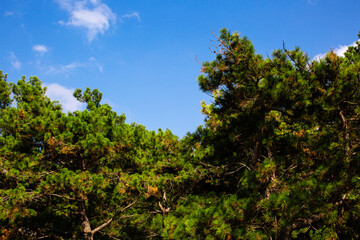 Branches of green pines against the blue sky