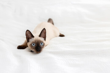 A playful kitten lies in a strange pose on a light background.