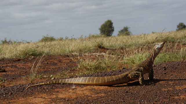 lizard on the red sand  and green grass in the outback of australia