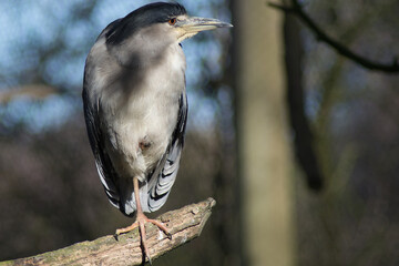 Vogel