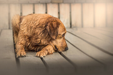 golden retriever dog