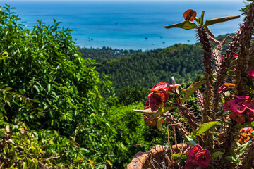 Red flowers and green island panoramic view